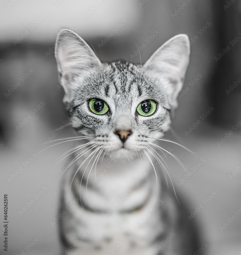 Portrait of gray tabby cat on blurred background. Portrait of gray tabby cat on blurred background.