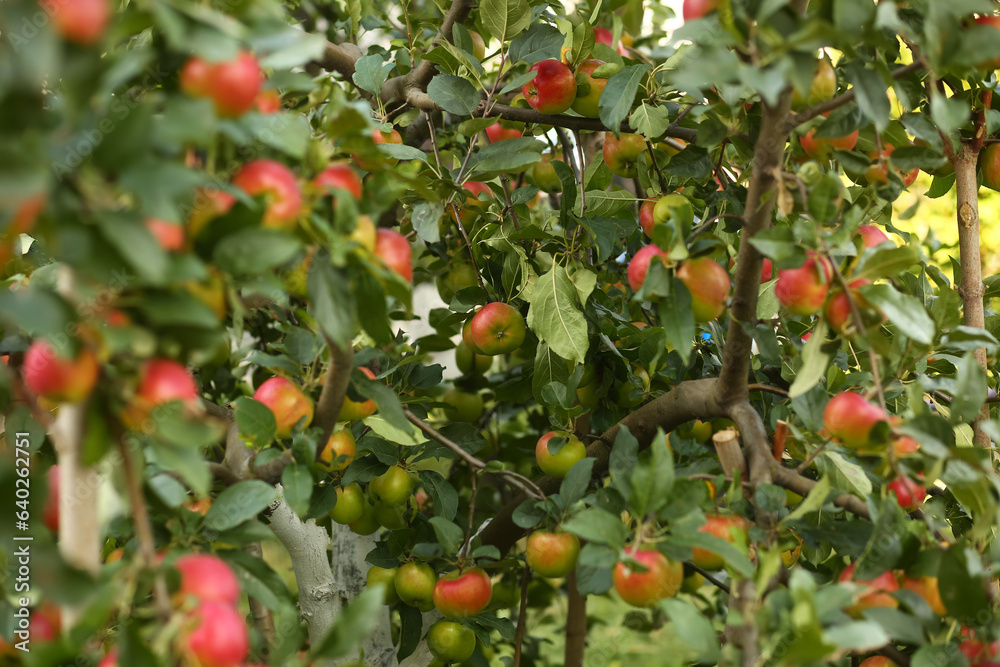 Lush foliage of an apple garden with ripe apples on a tree