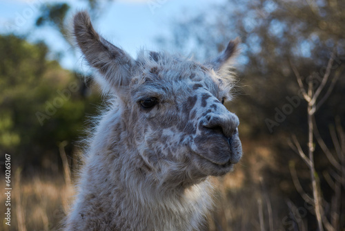 llama in the mountains © Zamora