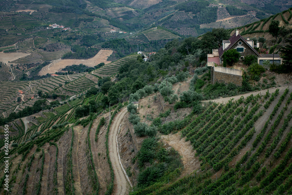 View of the vineyards of the Douro Valley, Portugal.