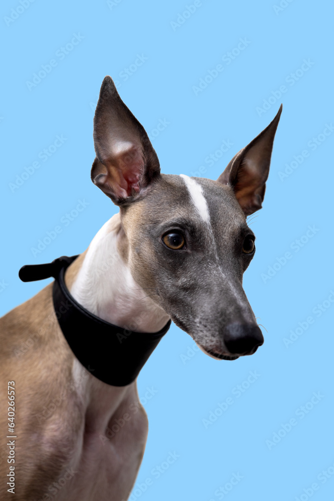 Portrait of a noble dog in a black collar, whippet on a blue background