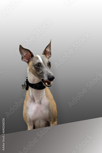 Beautiful dog whippet says something, sitting at the table, gray background