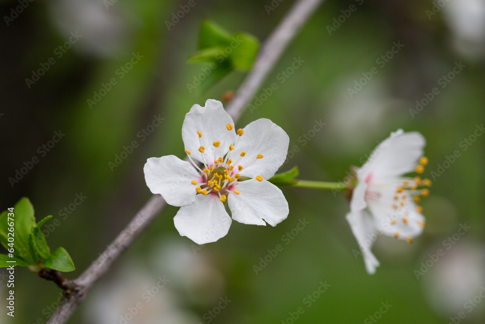 Prunus cerasus flowering tree flower, beautiful white petals tart dwarf cherry flowers in bloom.Garden fruit tree with blossom flowers