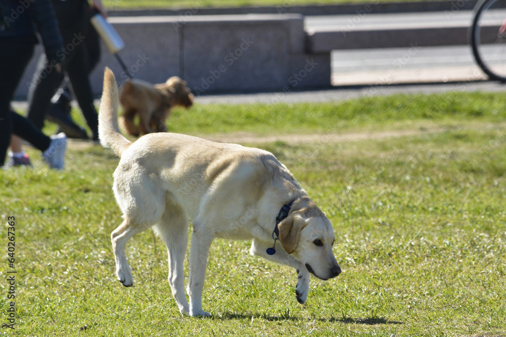 big dog playing in the park, with blurred background big dog playing in the park, with blurred background