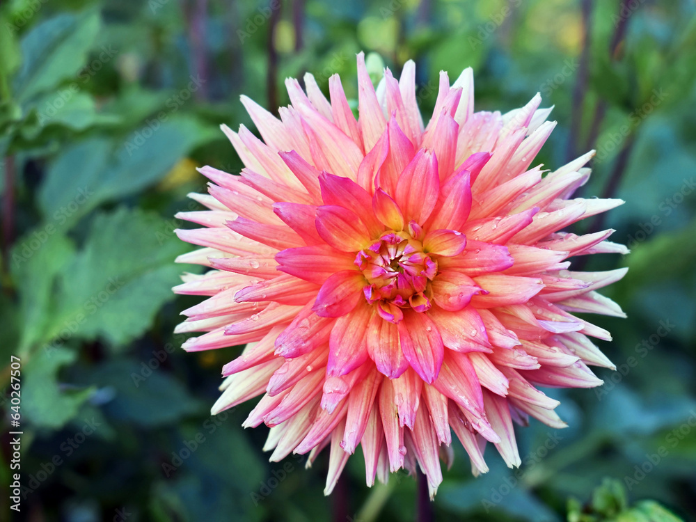 Beautiful dahlia flower with raindrops Beautiful dahlia flower with raindrops