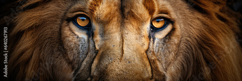 Fototapeta Eyes of a lion close up