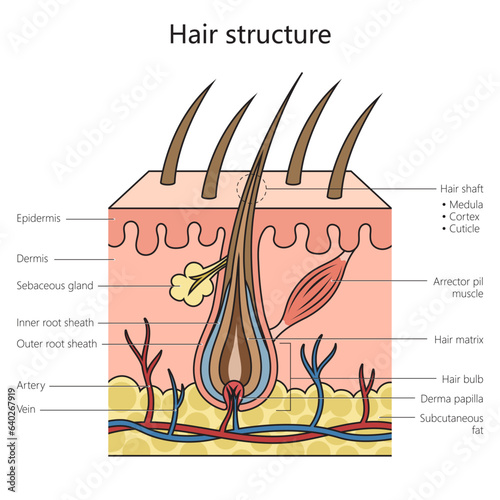 Hair structure structure diagram schematic vector illustration. Medical science educational illustration
