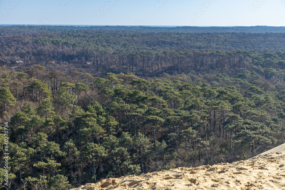 Dark tops of burnt pine trees after the forest fire of July 2022 in La Teste de Buch, France Dark tops of burnt pine trees after the forest fire of July 2022 in La Teste de Buch, France