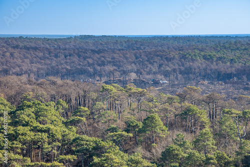 Dark tops of burnt pine trees after the forest fire of July 2022 in La Teste de Buch, France