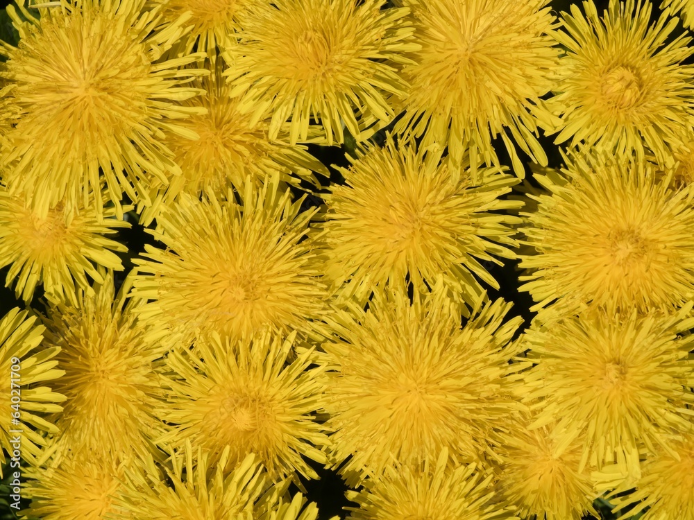 Natural background composed of many flower heads of common dandelion, Taraxacum officinale Natural background composed of many flower heads of common dandelion, Taraxacum officinale