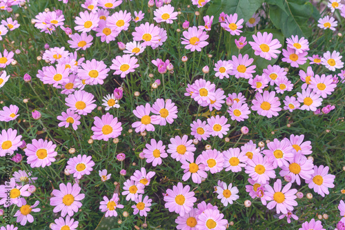  Pink flowers of Marguerite Daisy, Argyranthemum frutescens close-up. Floral background