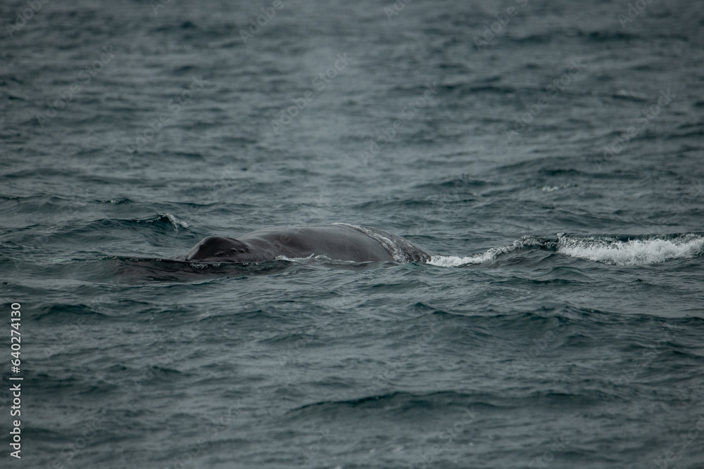 Baleine à bosse Baleine à bosse