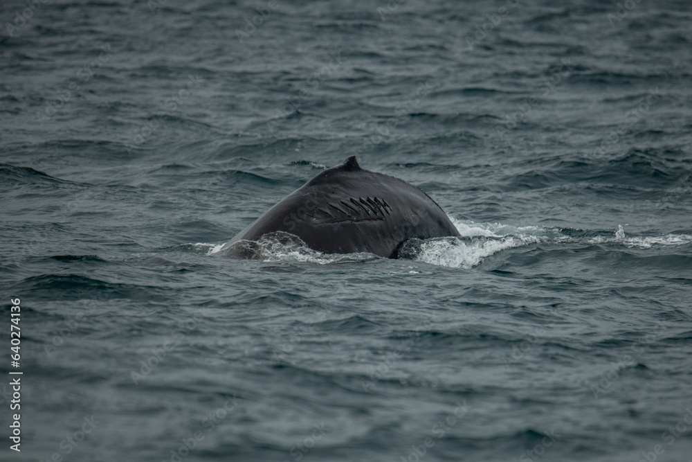 Baleine à bosse Baleine à bosse