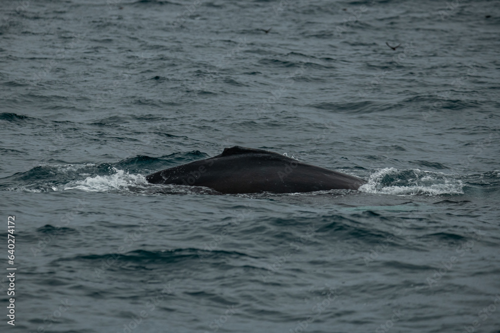 Baleine à bosse Baleine à bosse