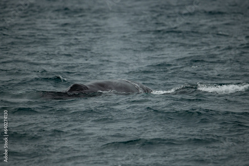 Baleine à bosse