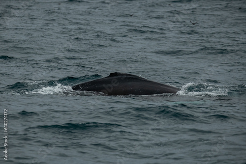 Baleine    bosse