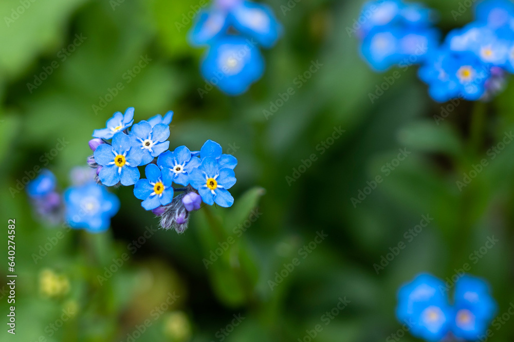 Close-Up of Blue mountain flowers with a bit of yellow in the centre Close-Up of Blue mountain flowers with a bit of yellow in the centre