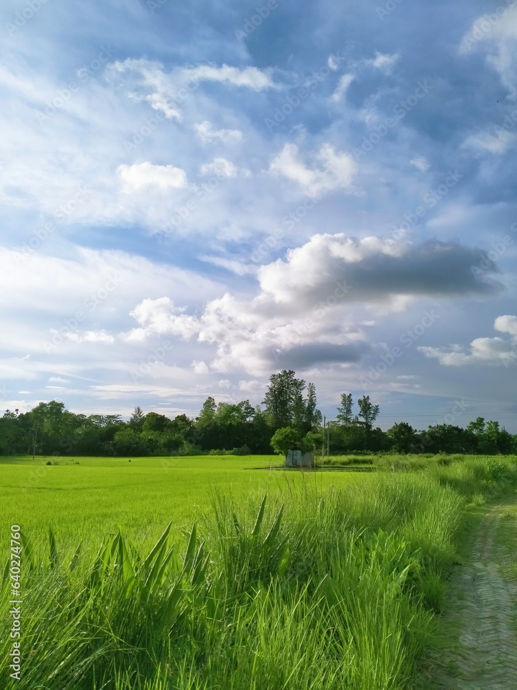Fototapeta premium Natural outdoor green field Scenery