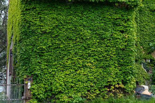 ivy covered wall in italy 