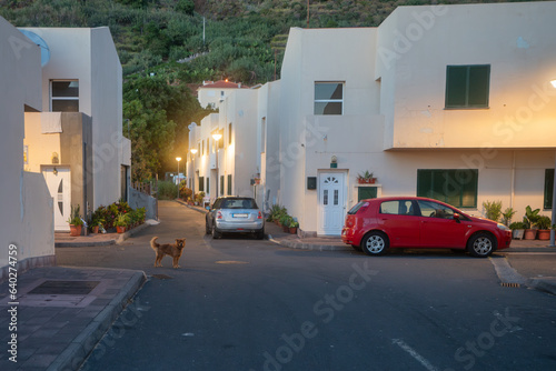 Fototapeta Naklejka Na Ścianę i Meble -  A view of the streets of Paúl do Mar on the island of Madeira in the early evening. Street lamps are lit in the street, cars are parked in front of houses, and a small dog stands there.