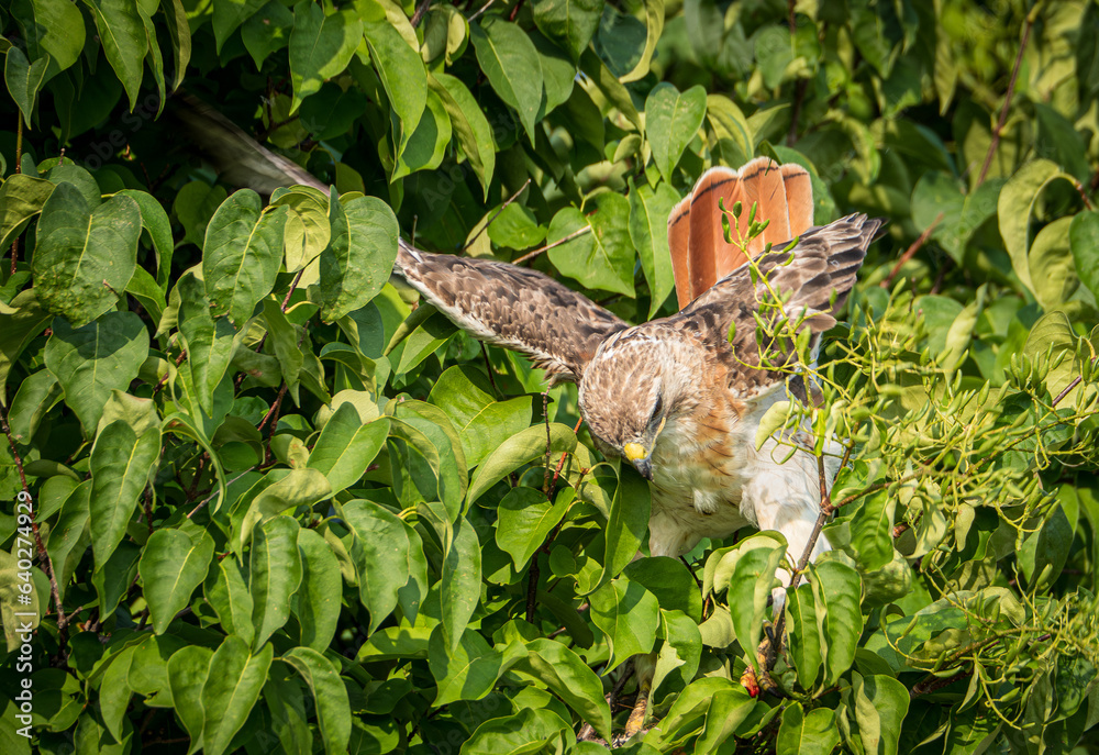 Red Tail Hawk preparing for flight 