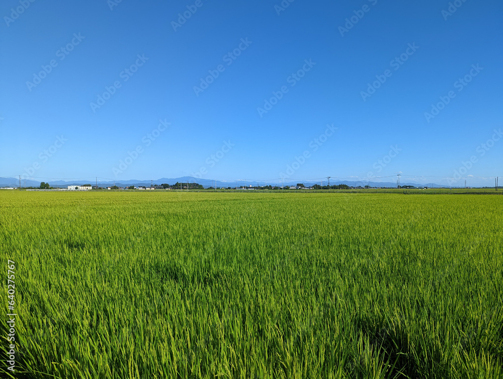 新潟の水田2