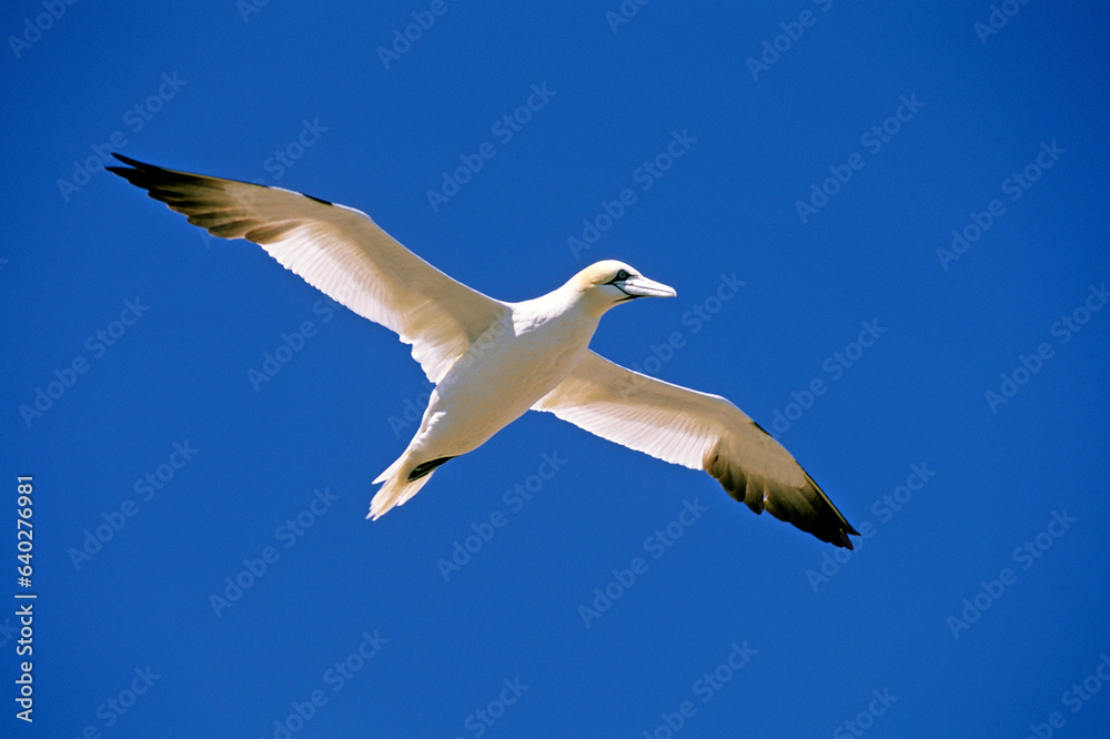 Obraz premium Fou de Bassan, jeune,.Morus bassanus, Northern Gannet