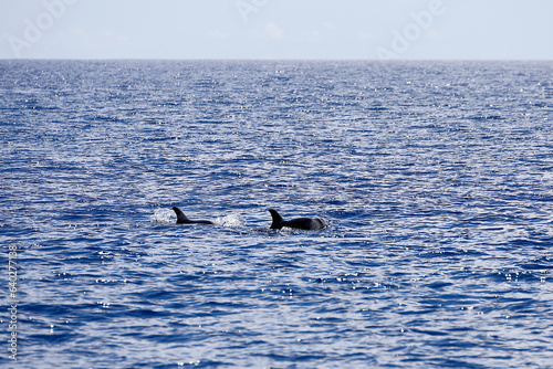 Eine Delfinrotte vor der Südküste Madeiras