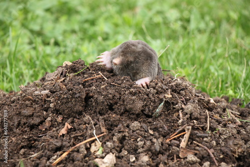 The European mole (Talpa europaea),  also known as the common or northern mole is digging a molehill photo