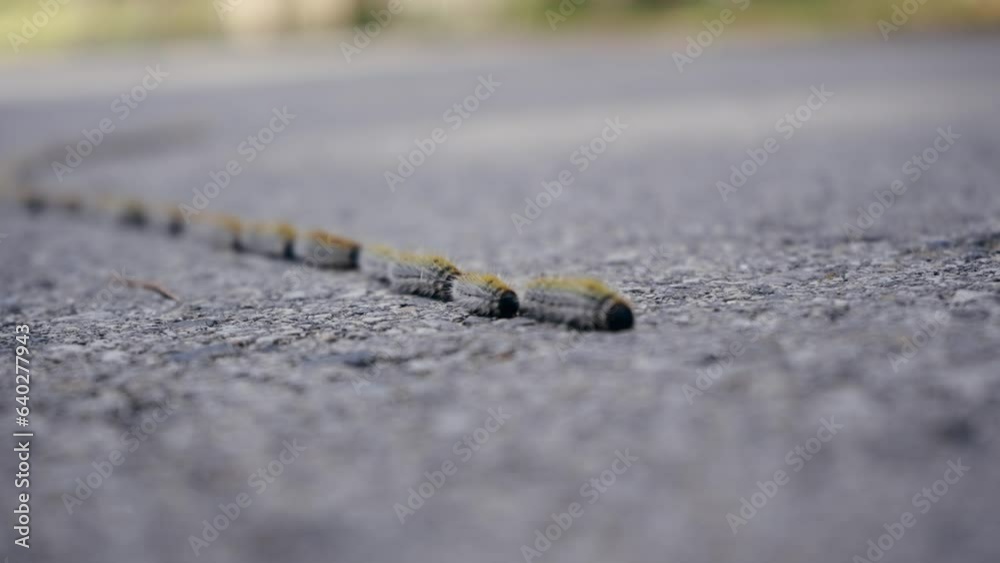 A line of caterpillars of the pine processionary moth A line of caterpillars of the pine processionary moth