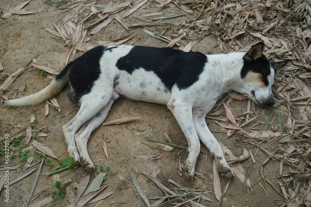 A dog is sleeping on the dirt road