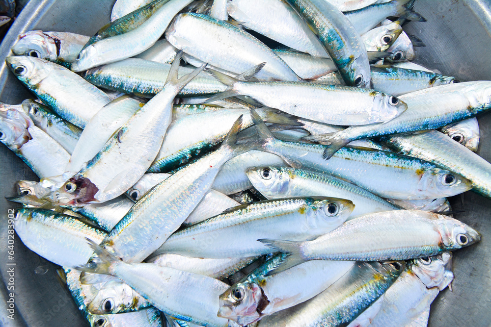 Obraz premium Fresh herring, caught and sold by fishermen on the coast of Quang Nam (Central Vietnam)