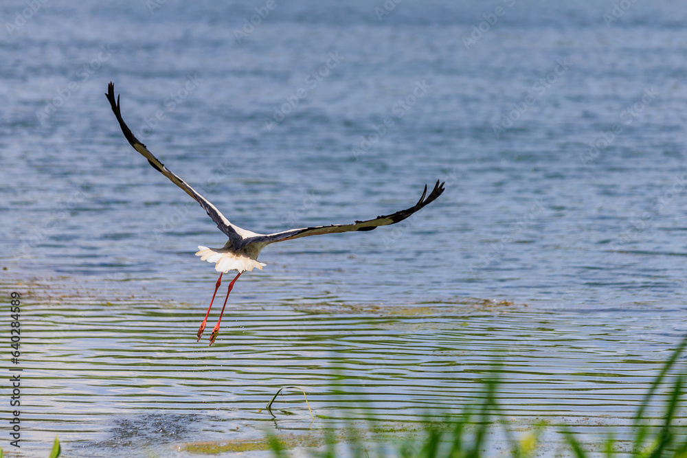 Stork in flight in nature. Background with selective focus Stork in flight in nature. Background with selective focus