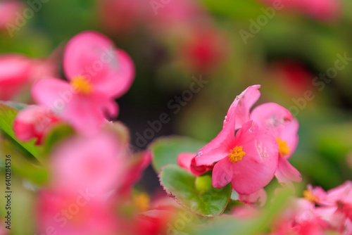 Flowers in the bed Begonia. Greening the urban environment. Background with selective focus