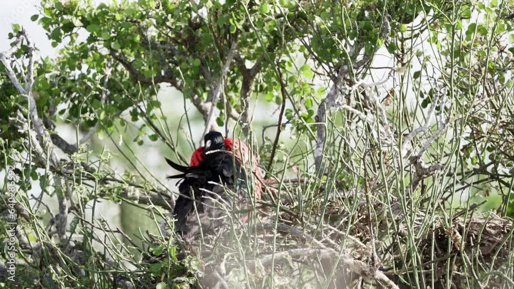 slow motion of a Magnificent frigatebird, Fregata magnificens, is a big black seabird with a characteristic red gular sac. Male frigate bird nesting with inflated sack, galapagos islands, Ecuador, Sou slow motion of a Magnificent frigatebird, Fregata magnificens, is a big black seabird with a characteristic red gular sac. Male frigate bird nesting with inflated sack, galapagos islands, Ecuador, Sou