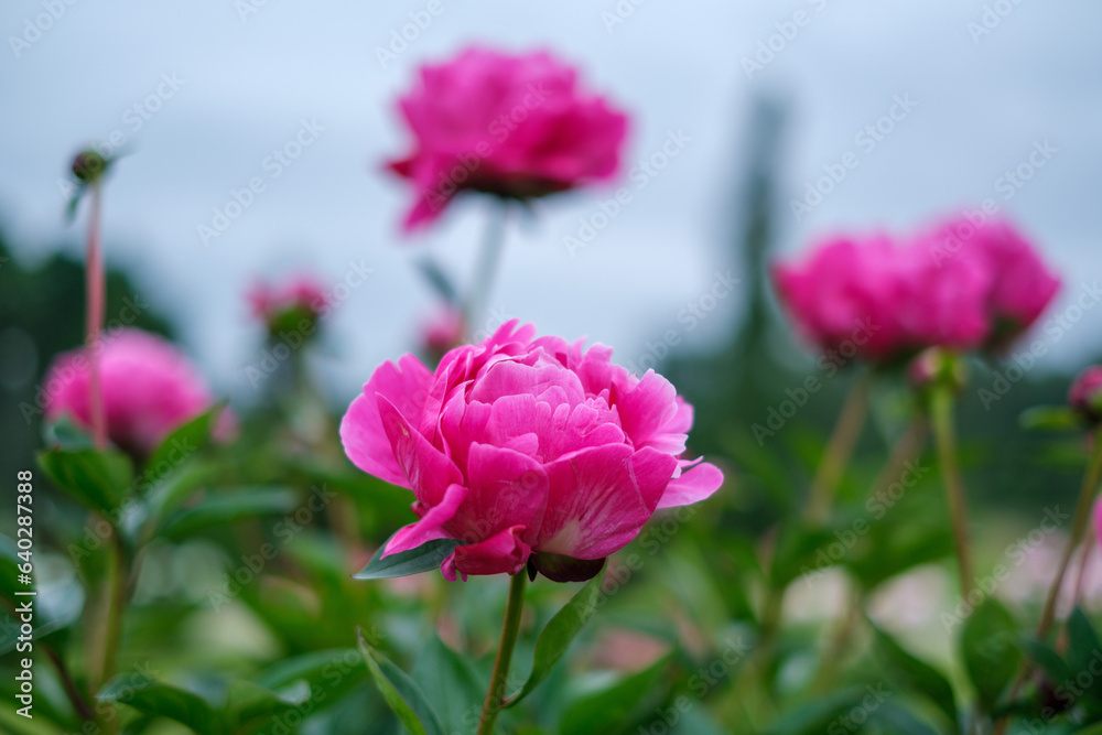 red dahlias blooming in the green forest red dahlias blooming in the green forest