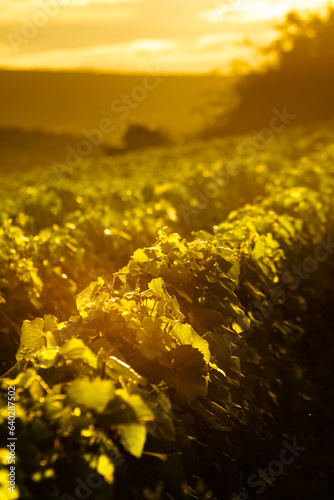 Slika na platnu Vineyard at sunset. France