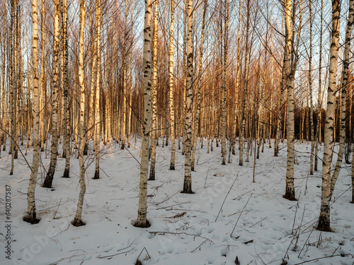 tree trunks and branches in cold winter landscape