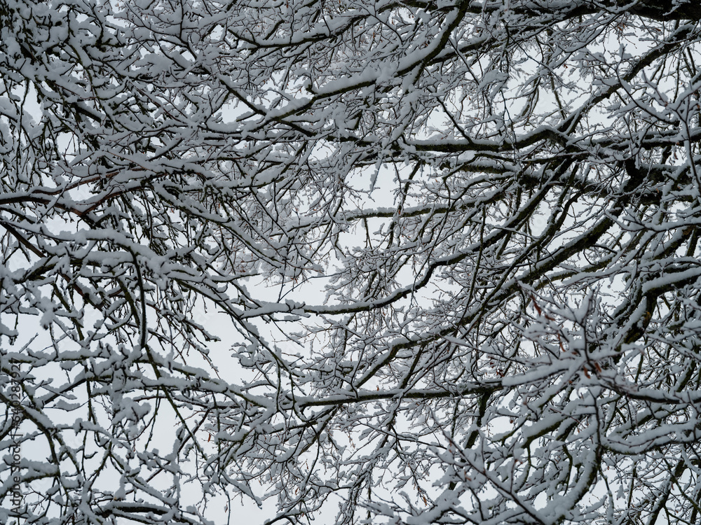 tree trunks and branches in cold winter landscape tree trunks and branches in cold winter landscape