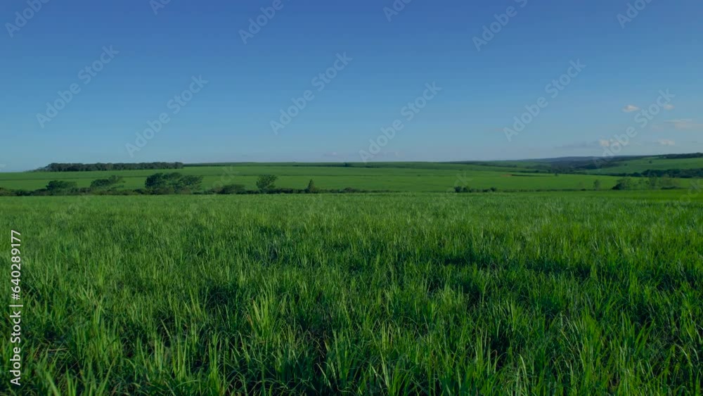 Man analyzing his sugarcane production Man analyzing his sugarcane production