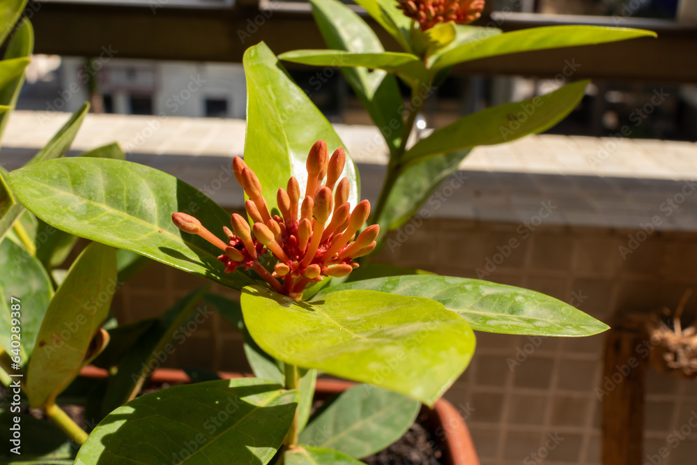 Obraz premium Beautiful red flower of Ixora coccinea (Ixora chinensis) blooming in the garden.