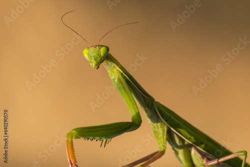 Mantis - Mantis religiosa green animal sitting on a blade of grass in a meadow.