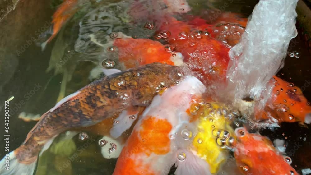 The beautiful koi in the pond are swimming on the surface of the water that is ventilated by oxygen tubes The beautiful koi in the pond are swimming on the surface of the water that is ventilated by oxygen tubes