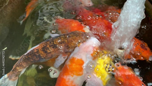 The beautiful koi in the pond are swimming on the surface of the water that is ventilated by oxygen tubes