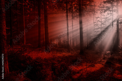 Silhouettes of trees on a red background. Horror or ecological concept. Red light and silhouette of trees.
