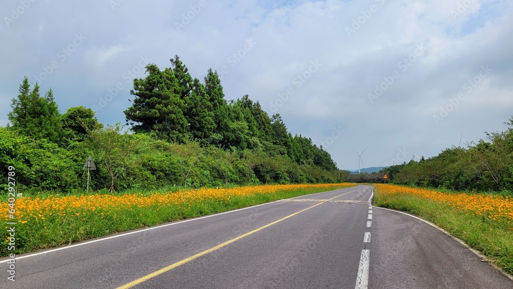 Cosmos Road, Cosmos, Orange cosmos, cosmos flowers, flower Cosmos Road, Cosmos, Orange cosmos, cosmos flowers, flower