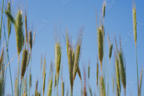 A close up of rye growing in a field in summer with blue sky