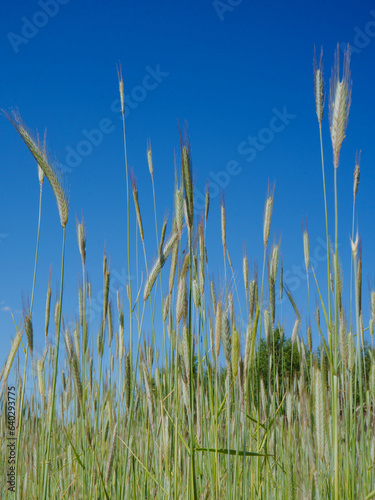 A field of rye growing in summer with blue sky