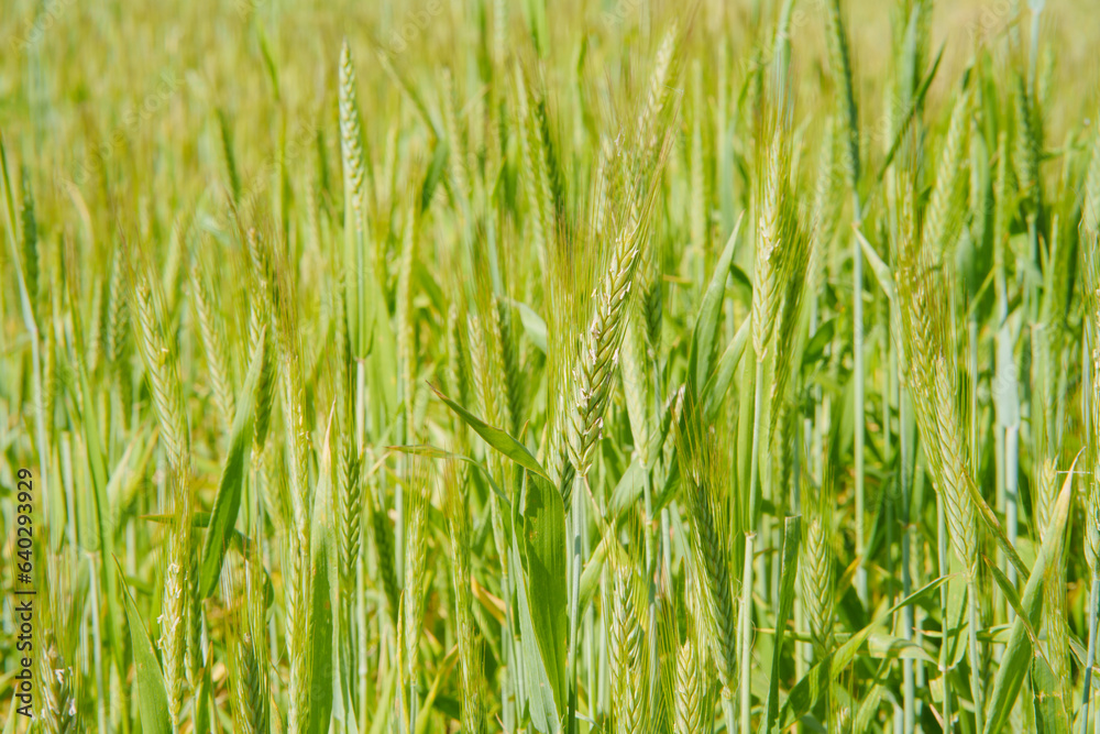 A field of green wheat in summer A field of green wheat in summer