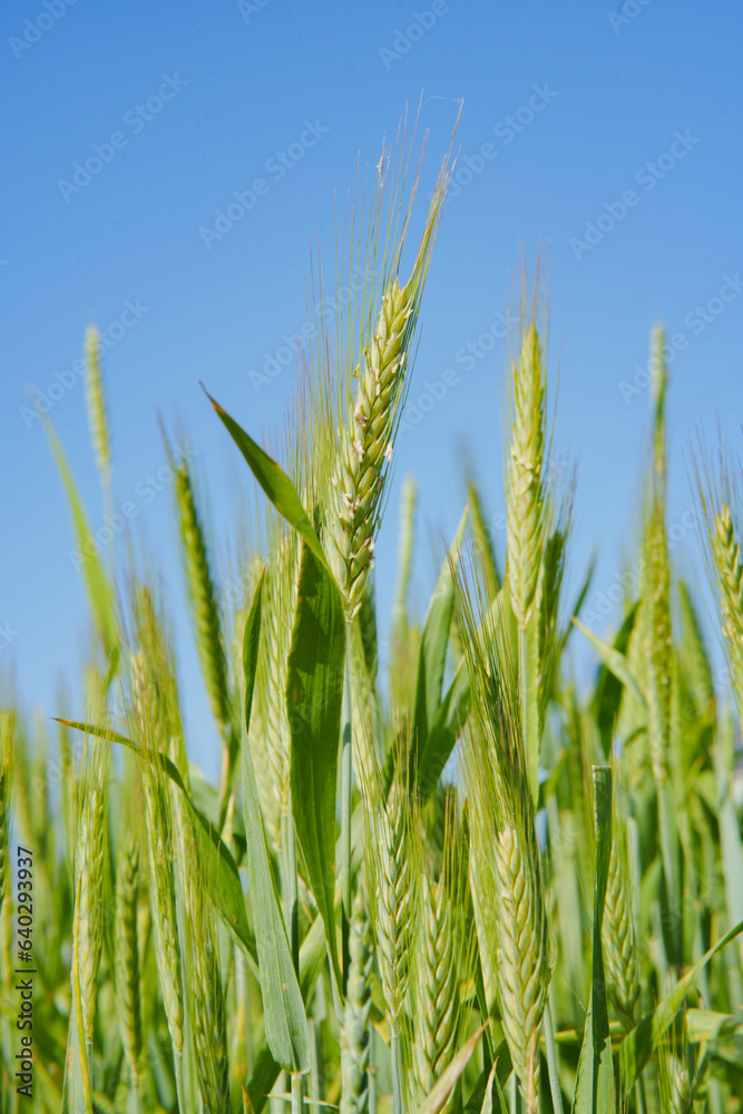 A close up of green wheat growing in a field in summer with blue sky